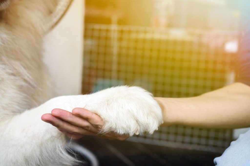 dog paw in hand, emotional support pet