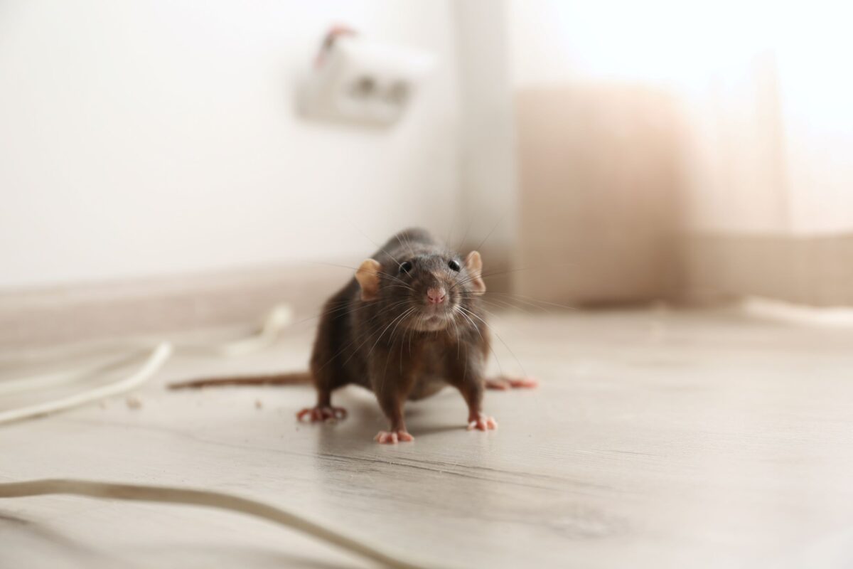 Rat Infestation – How to Remediate