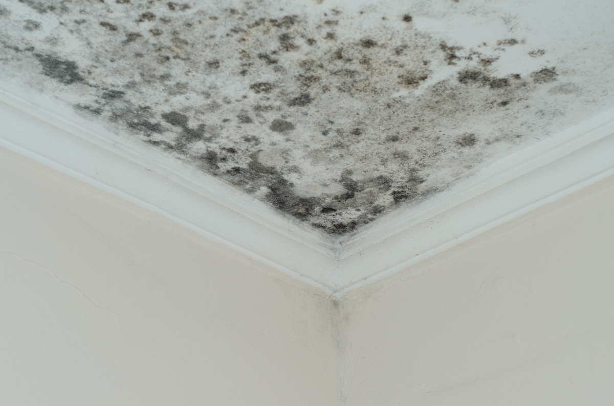 March is Mold Month Part 1 – Mold Factsheet