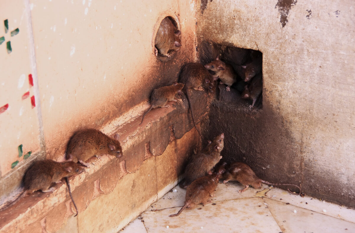 Clearing Your Home of Mice