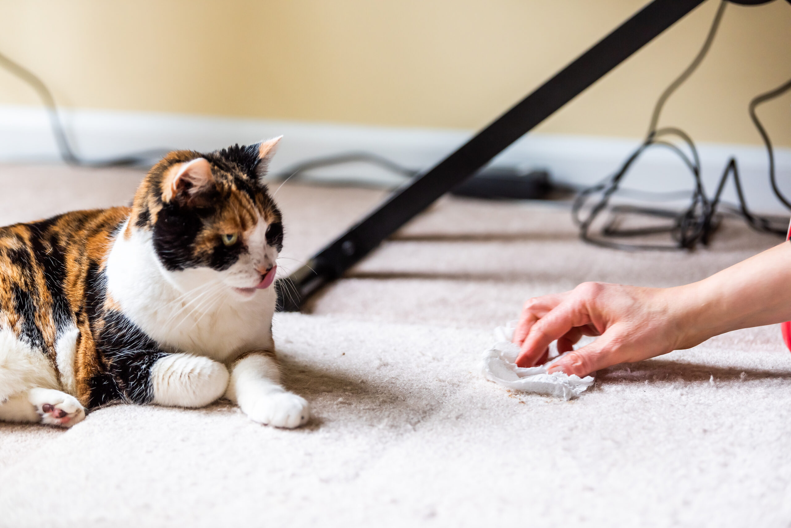How To Remove Cat Urine From Carpet