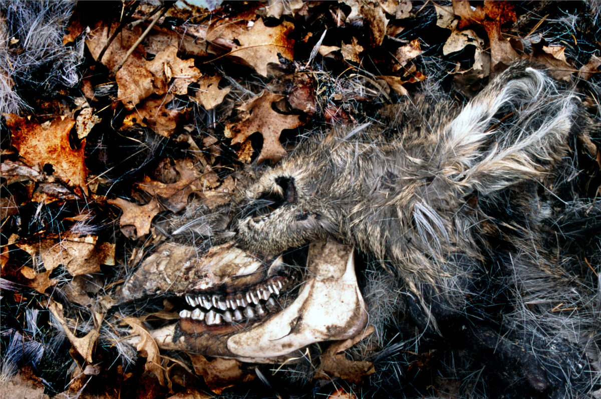deer skull decomposing on leaves
