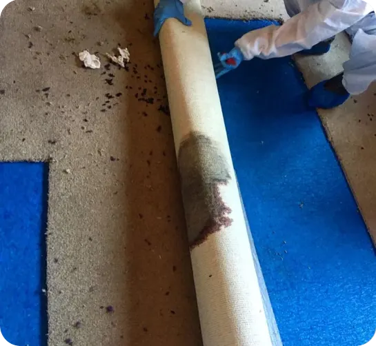 Rat and Pest Clean-up